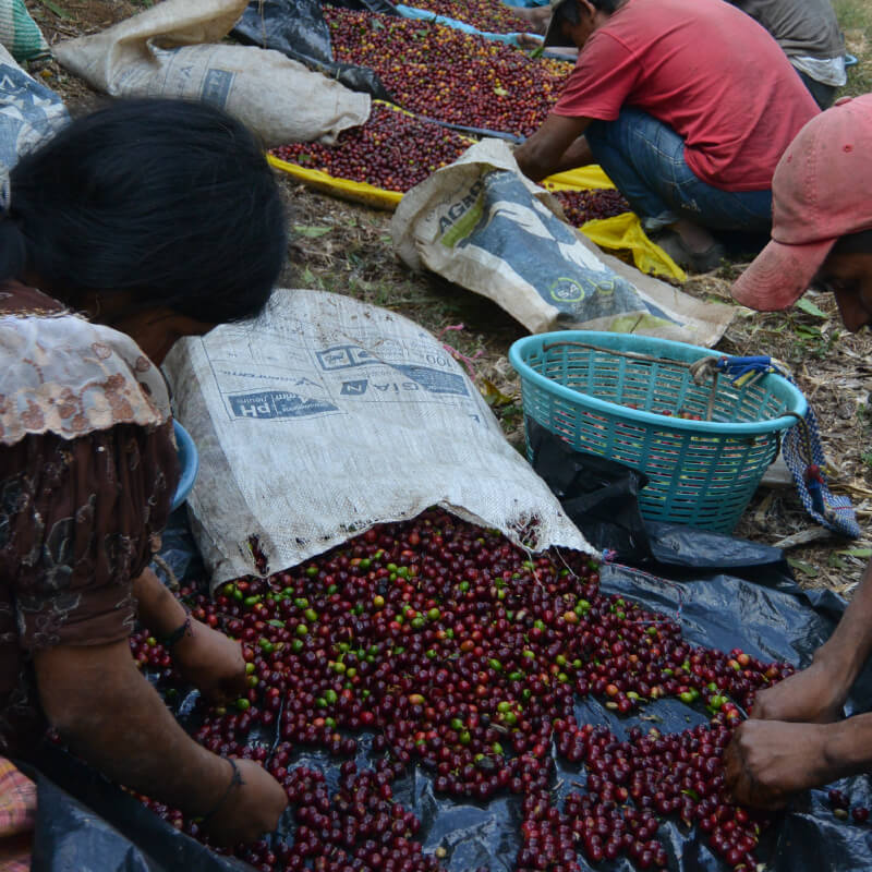 グアテマラ・サンタアナの収穫の様子